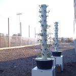 Two vertical hydroponic towers