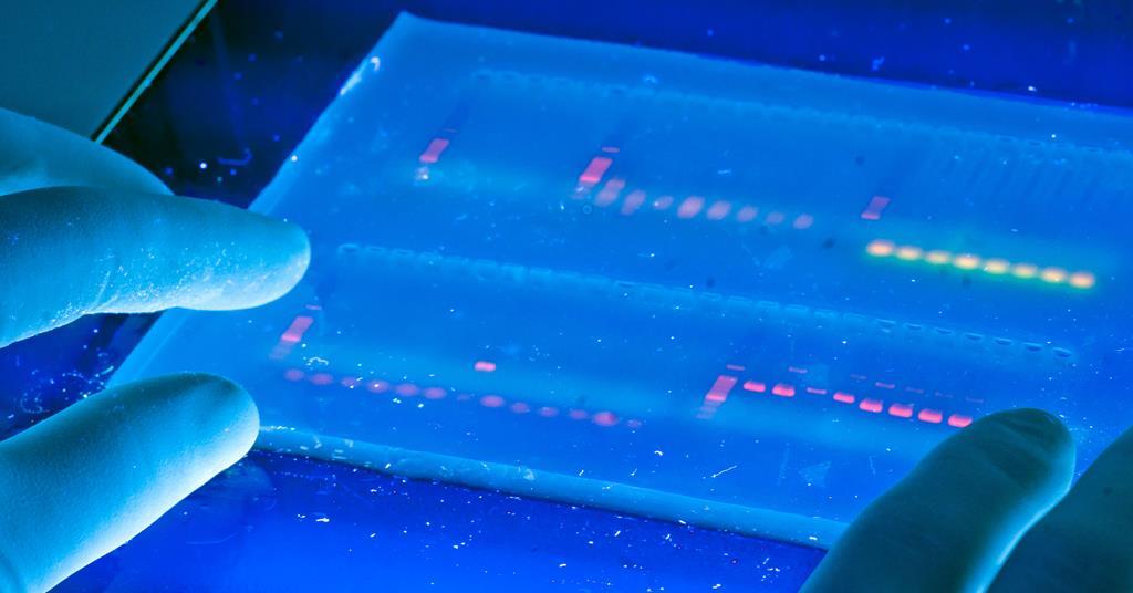 Close up of a solidified agarose gel undergoing UV illumination. Ethidium-bromide-stained DNA appears on the gel as orange, glowing bars.
