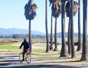 person biking on UC Santa Barbara campus