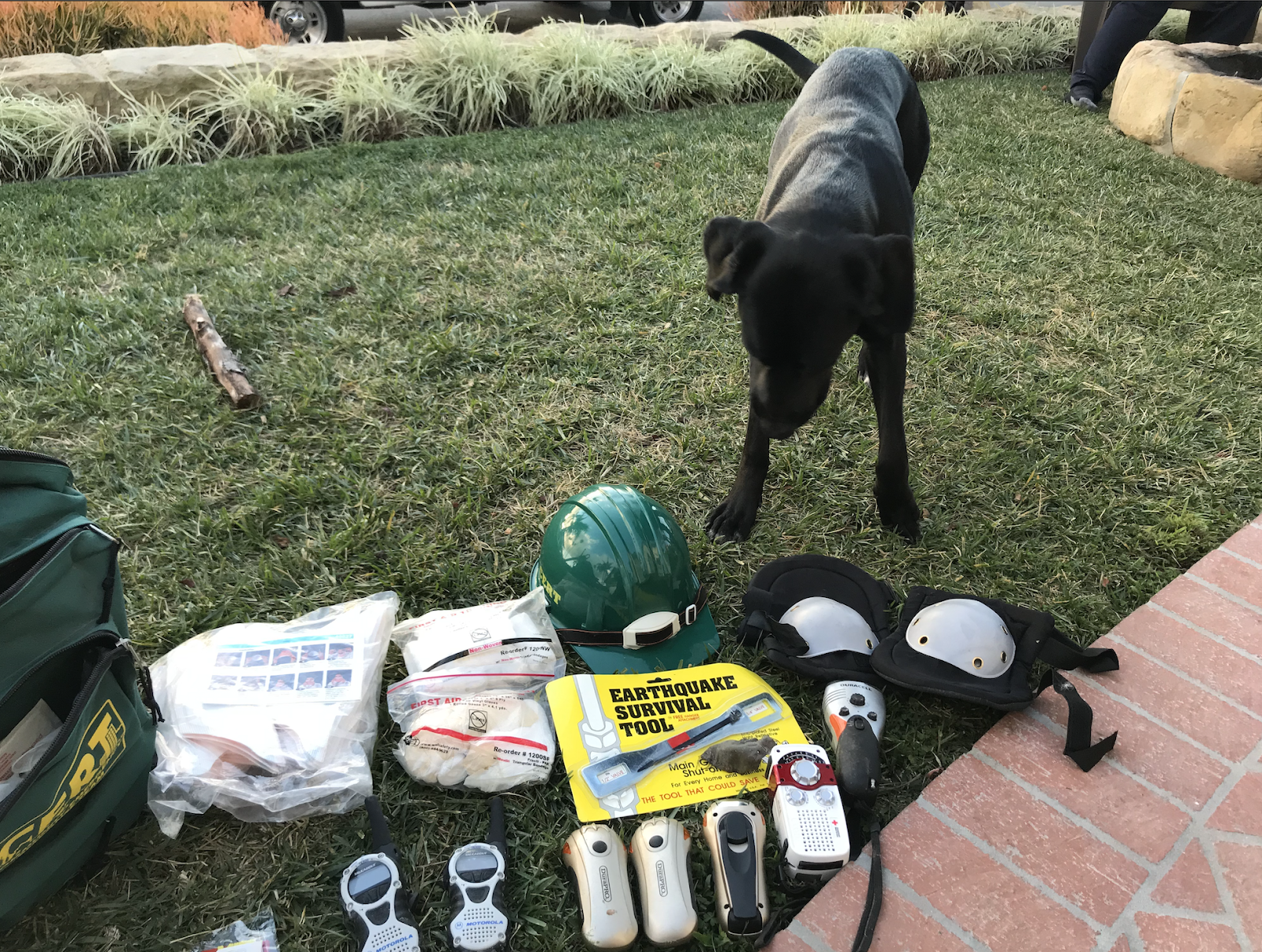 dog standing over emergency evacuation kit