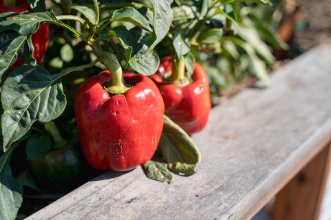 produce from the Edible Campus Program's Student Farm