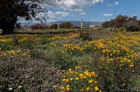 view of wildflowers blossoming and Storke Tower in the distance