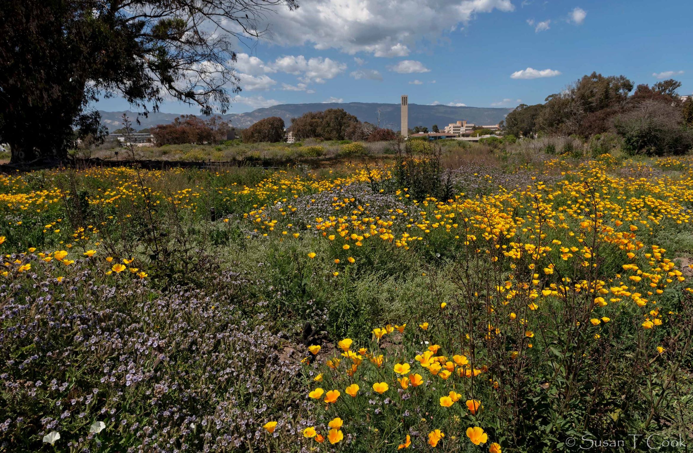 A view of the campus Lagoon with wildflowers blossoming and storke tower in the distance